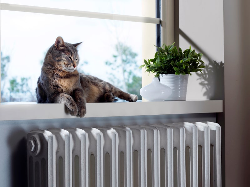 How Pet Owners Can Better Maintain Their HVAC System in Mesa, AZ